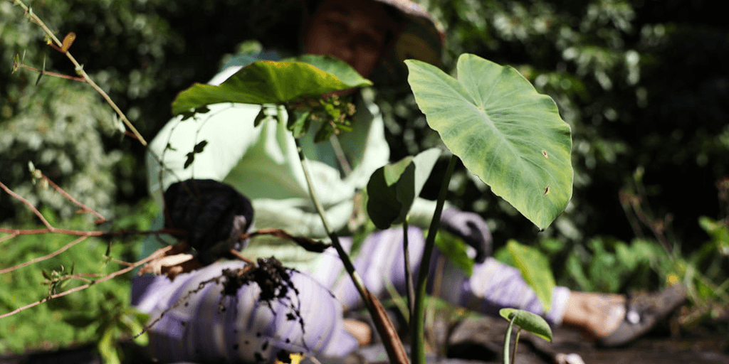 Supporting Native Hawaiian Youth Mental Health Through Indigenous Culturally-Driven and Land-Based Healing Approaches