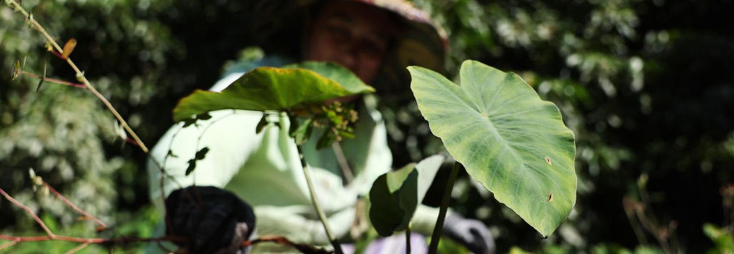 a volunteer pulls weeds next to a kalo plant